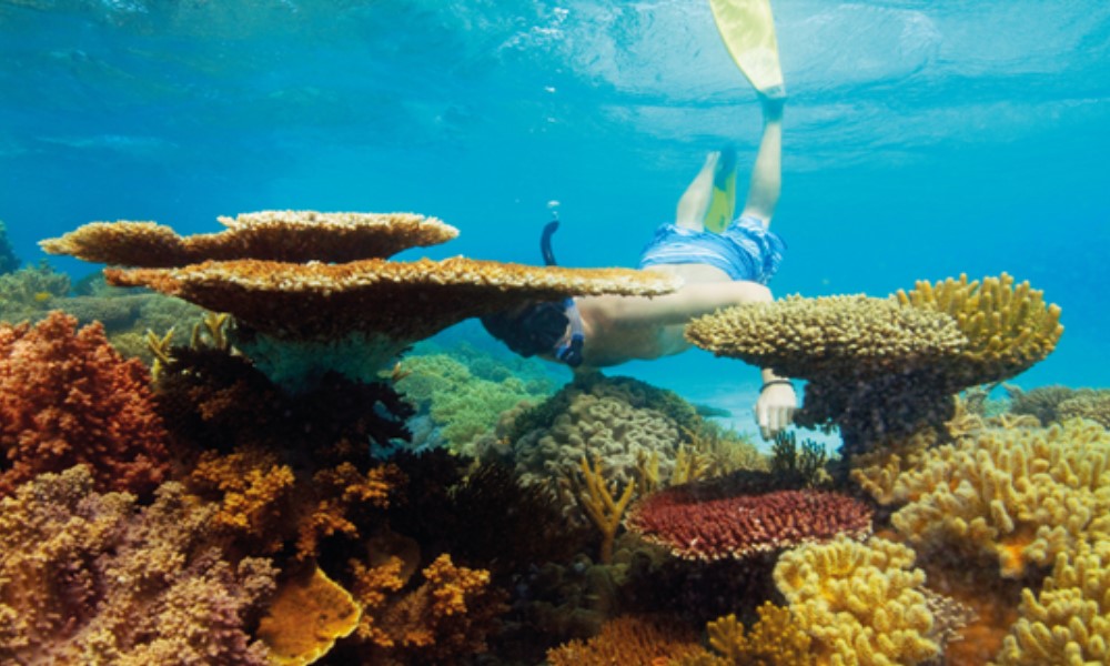 大堡礁浮潜全日游（汉密尔顿岛）