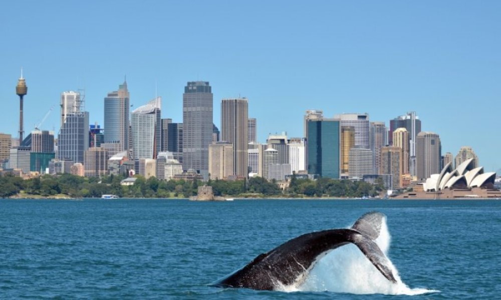悉尼塔隆加动物园+观鲸套票