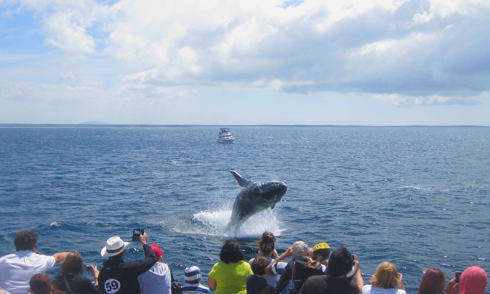 杰维斯湾观鲸生态游