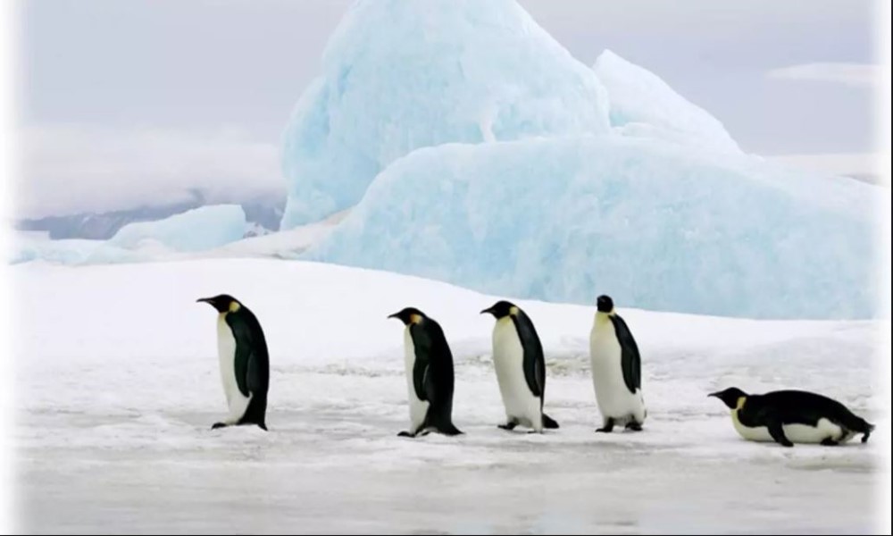 国际南极中心探秘 (多种南极体验项目)