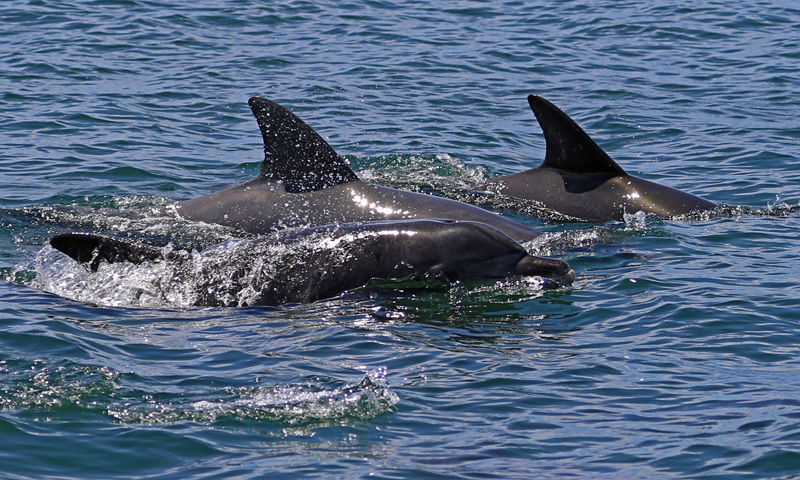 Jervis Bay Wild - Dolphin Eco Cruise