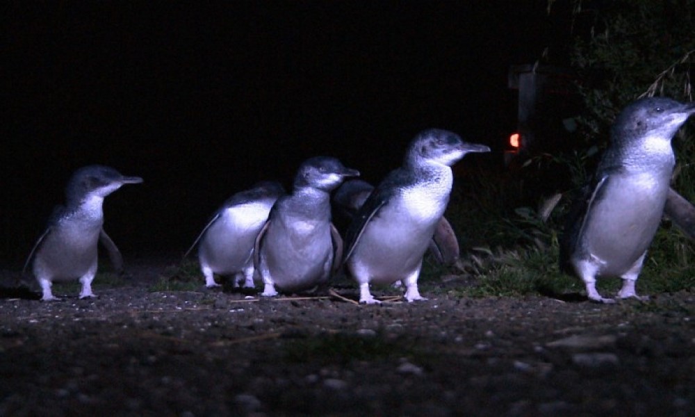 Bicheno Penguin Tour