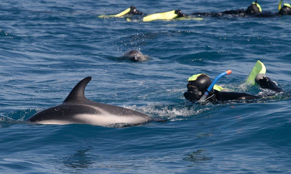 Dolphin Encounter Kaikoura