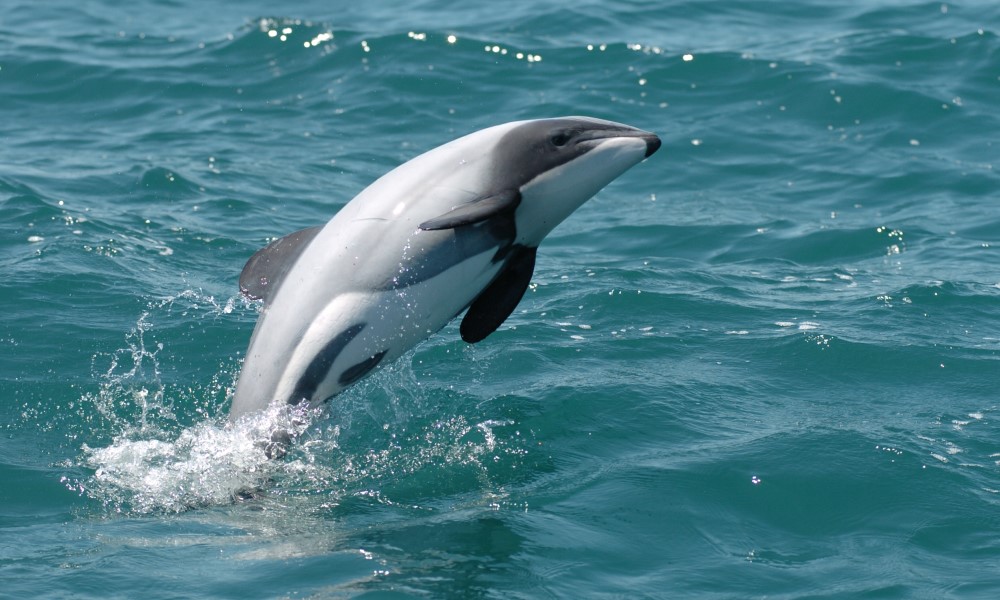 阿卡罗瓦港与海豚共泳之旅