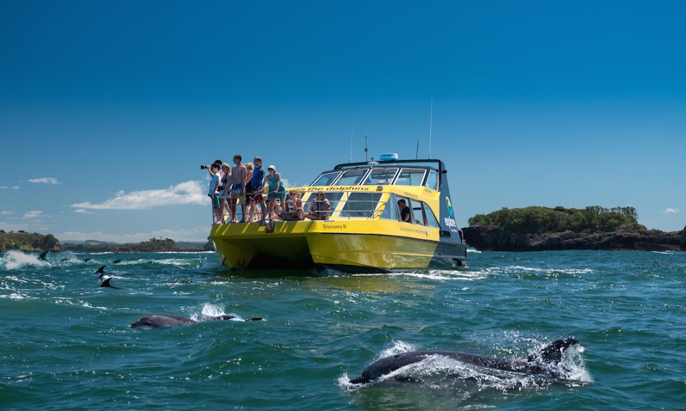 Dolphin Nature Cruise (RT Paihia)