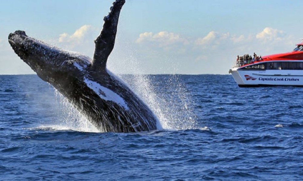 2天随上随下悉尼游船票+观鲸探索