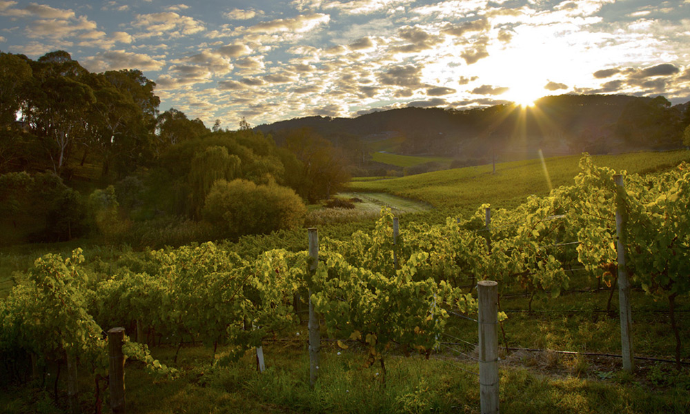 Jacob's Creek - Vineyard Tour, Wine Tasting and Two Course Lunch (Private Group Experience)